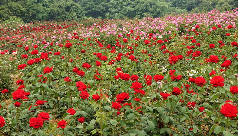 五月的鲜花开遍了原野 蒲江樱桃沟 石象湖一日游