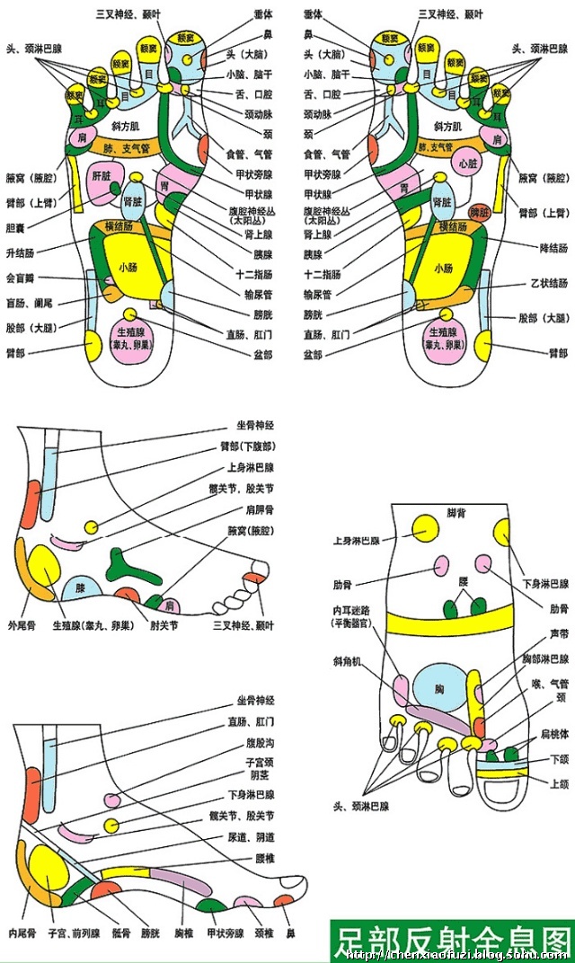 足部反射区挂图-暁晨-搜狐博客