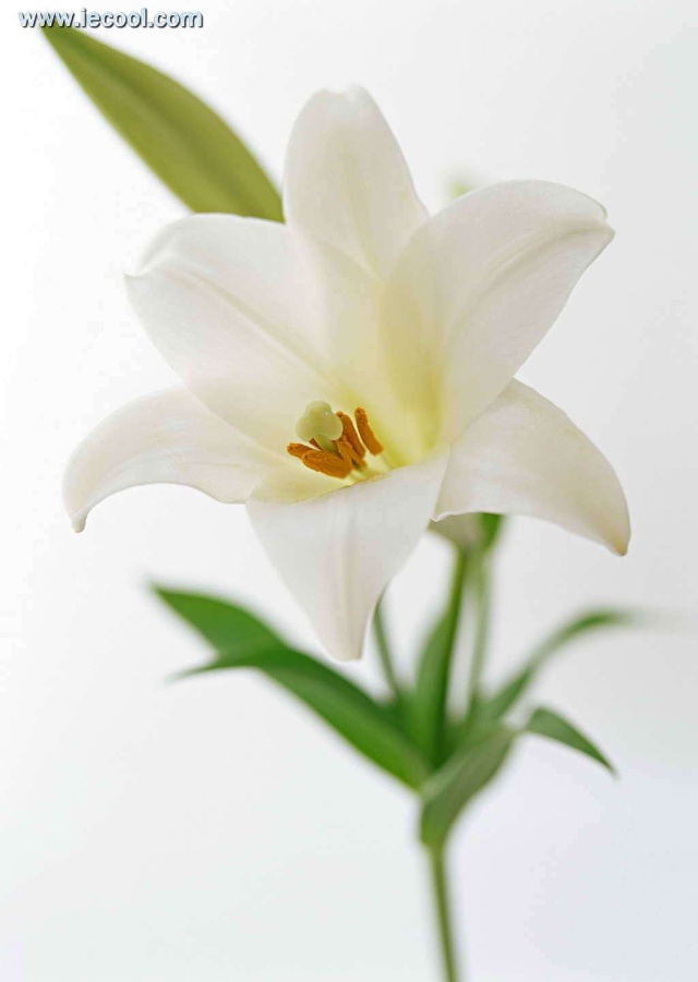 百合花