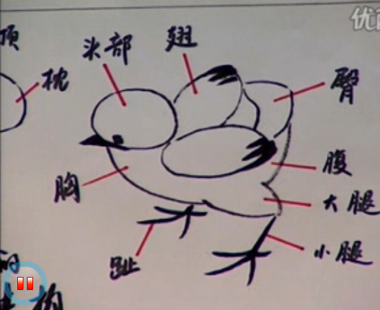 一笔点出头部:用中等大小的笔(如大兰竹、大白云)调中等墨色, 笔尖上略浓,侧锋点出。 画双翅:在脖颈处向后点出双翅,成“八”字形。 画臀部:由后向前画小“八”字。以上三部墨色要润泽些, 背部空白不宜过大 画胸部:用淡墨从喉部顺胸往后画。 画腹部:由臀部向前补一笔。 画大腿:用淡墨由腹部斜向后画一笔。 画小腿:用小笔(小白云或叶筋笔)蘸焦墨,向斜前方画小腿, 用笔由细到粗。 画爪(四趾):中趾较长,内外趾较短,后趾最短, 以顺手方向为好,爪尖宜平。 点嘴、眼和