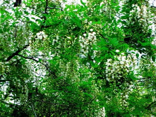 辽阳县第二届首山槐花节