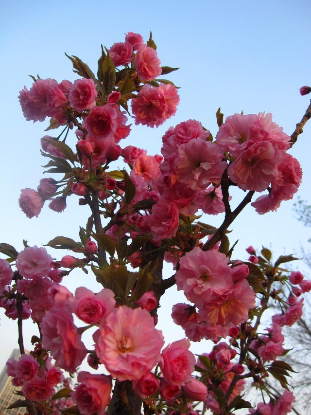 重瓣樱花枝头闹