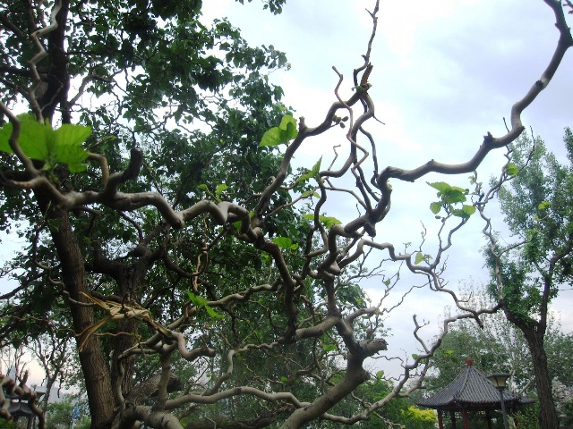 龙爪桑